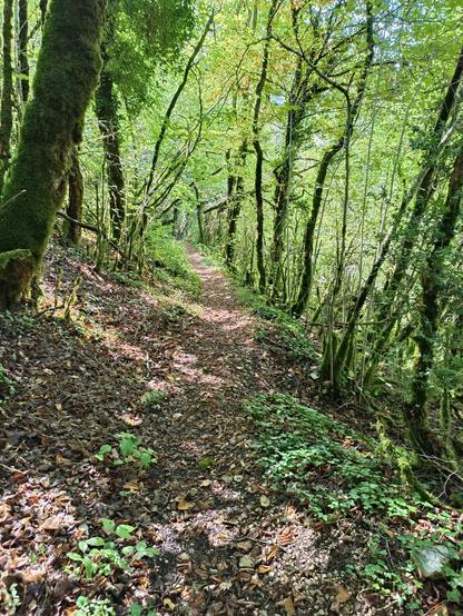 Photographie numérique couleur en format portrait, avec une vue d'un chemin de terre recouvert de feuilles mortes au milieu des bois. Le chemin a une pente douce, le soleil produit des ombres et lumières, et beaucoup de troncs sont recouverts de mousse.