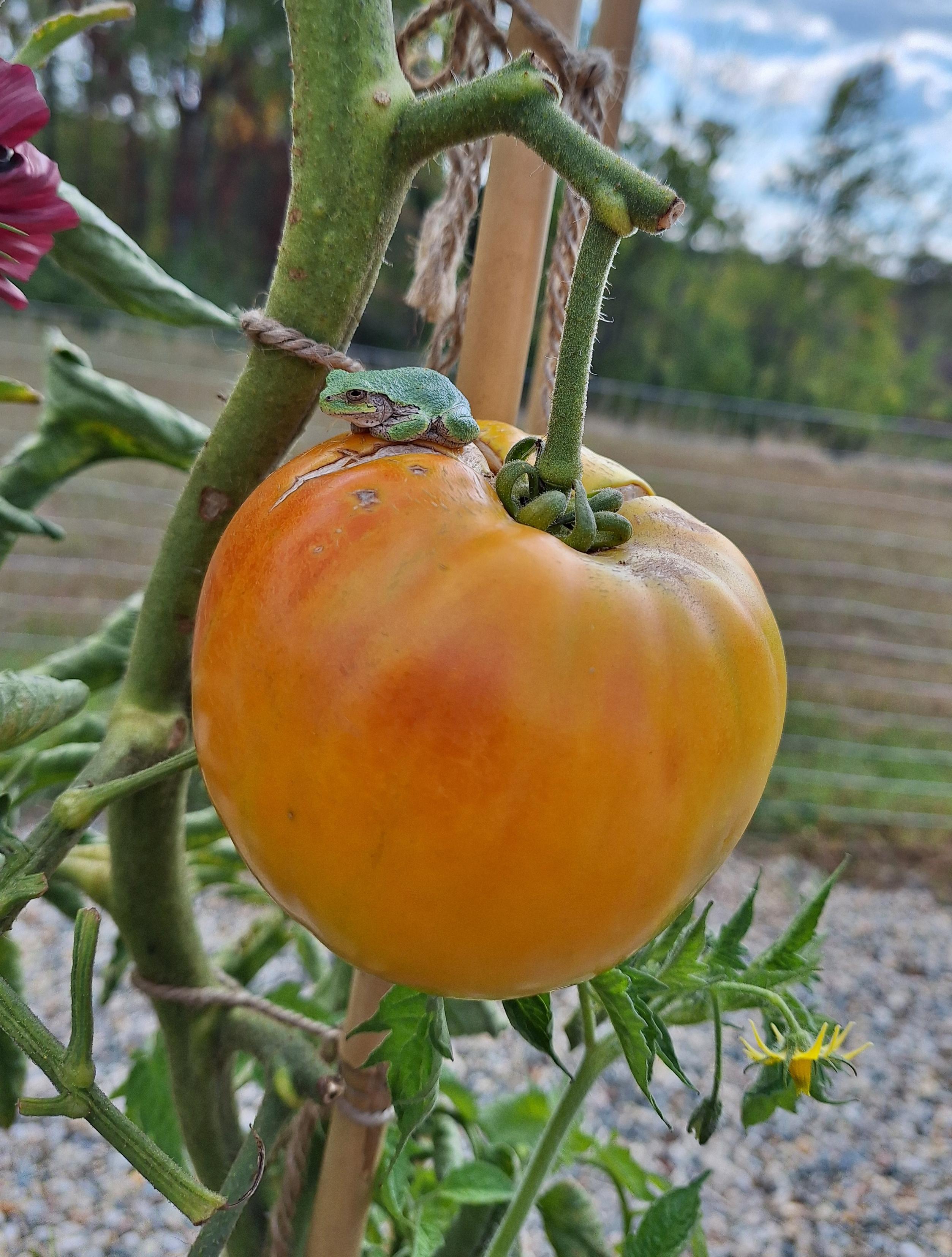 image/jpeg A tiny green frog sits atop a large orange tomato, hanging off a robust green tomato plant