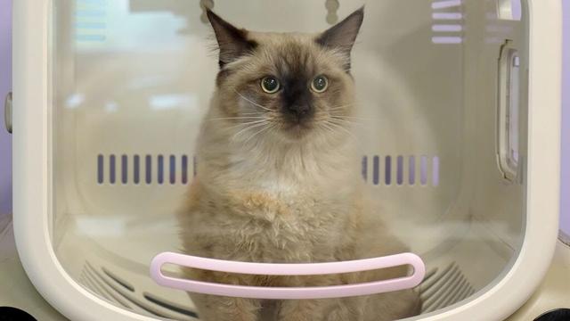 A ragdoll cat with fluffy cream fur and a dark patch on his face sits inside a plastic box with a clear window
