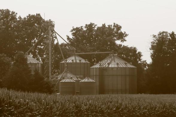A series of silos of various heights in a cluster together. Directly behind them are several large trees. In the foreground is corn waiting to be harvested.
