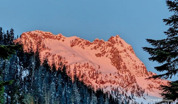 Snow-covered jagged mountain peaks at Snoqualmie Pass glow in a brilliant pink-orange alpenglow as the sun rises. The snowfield and craggy ridges stand out vividly against the clear blue sky, while a dense forest of dark evergreen trees fills the lower slopes in shadow. A few branches in the foreground frame the scene, creating contrast between the warm light on the peaks and the cool tones of the shaded forest.