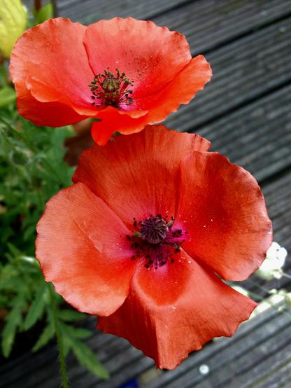 Close-up of two poppy flowers in full  silky-red bloom.