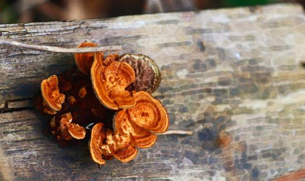 A digitally modified photo resembles a coloured illustration. The subject is a cluster of bright rusty orange fungi growing on a weathered grey wooden board.