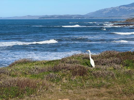 A view overlooking waves rolling into the coastline of Moonstone Beach in Cambria. There is an egret standing on the cliff's edge which has low-profile vegetation. Beyond the ocean, we see more of the California coastline of mountains and cliffs. The sky is blue and clear.