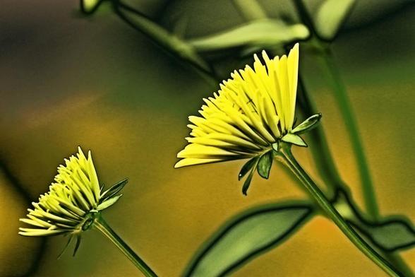 A pair of yellow flowers appear surreal and dreamlike, with an intense, vibrant hyperrealistic embosed texture.