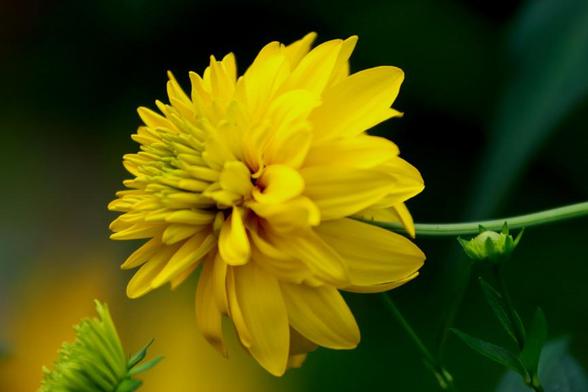 A medium close-up of a bright yellow flower.