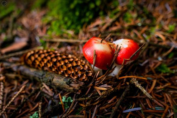 Red mushrooms and pine cone on forest floor