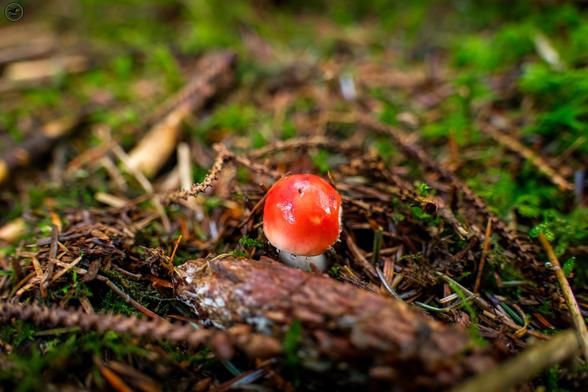 Small red mushroom among leaf litter on forest floor