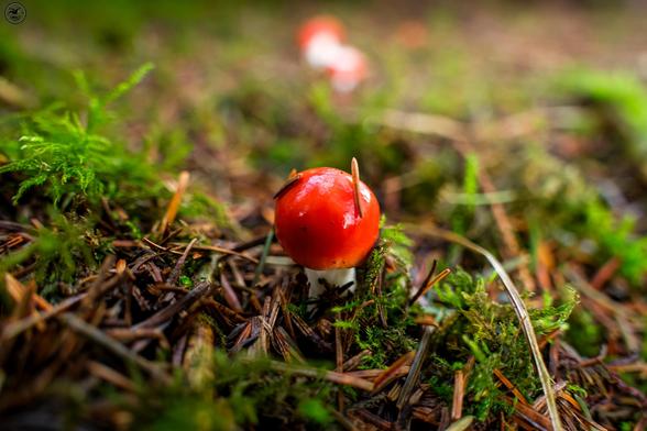 Small red mushroom on forest floor