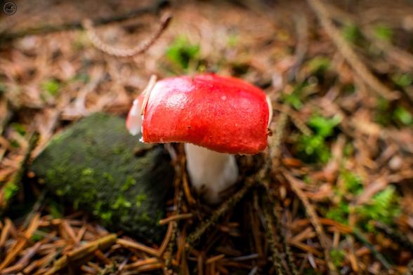 Red mushroom on forest floor