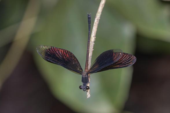 satinwing damselfly (Euphaea masoni) showing the bronzey iridescence of its open wings.