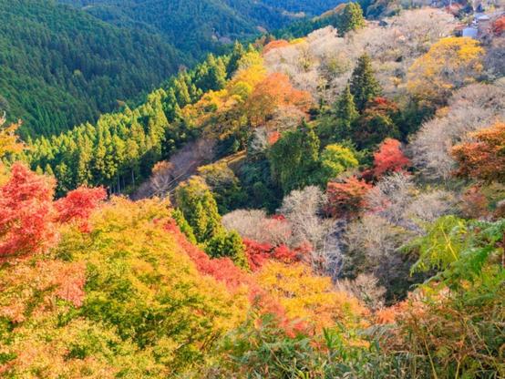 1人旅で行きたい「奈良県の温泉地」ランキング！ 2位「吉野温泉」を抑えた1位は？【2025年調査】 - All About ニュース