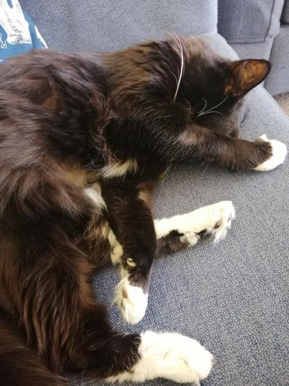A floofy tuxedo cat lies snoozing in a relaxed curl on a blue sofa. One paw is across her face. Her other paws are sort of gathered in the middle of the curl.