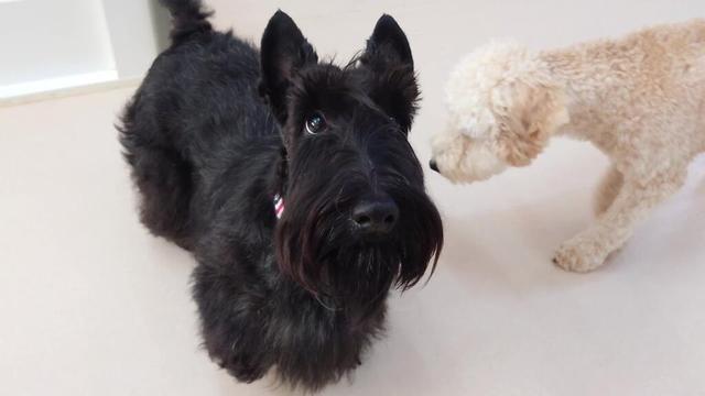 スコティッシュテリアちゃんが来たんだよ　🐶ひみつきちなう！①🐶  2025年9月13日