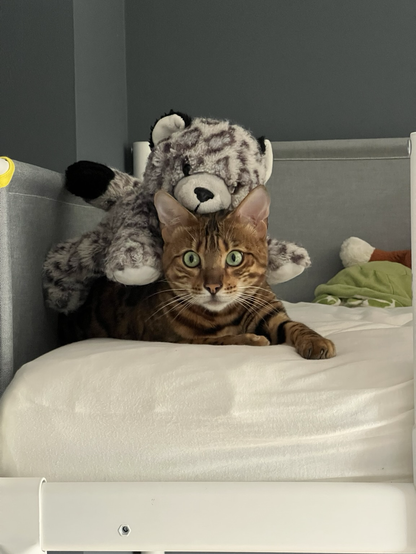 Bengal cat with a snow leopard (toy) on top