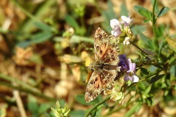 Foto de plano corto de una mariposa de colores marrones de varios tonos. El color base de las alas parece ser marrón claro y sobre él, se aprecian manchas más oscuras como si fueran brochazos que se extienden desde el cuerpo hacia el borde de las alas. Esto es especialmente evidente en las alas traseras o inferiores. En las delanteras, aparece un tono canela en la parte trasera. El conjunto de colores hace parecer que esta mariposa posee un camuflaje adecuado para ambientes terrosos.

El cuerpo es belloso y de tonos también marrones, aunque algo más oscuro que el color de base. Los ojos son oscuros, al igual que la lengua. Las antenas son de tono más claro, rematadas en la punta con un marrón más oscuro. La mariposa aparece en el lado derecho de la imagen, mirando hacia el lado izquierdo de la misma. El fondo es borroso de tonos verdosos.