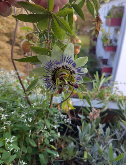 Flower of Passiflora caerulea