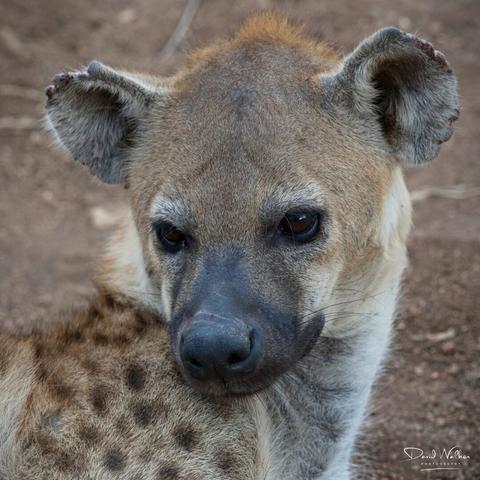 Spotted hyena in Tarangire National Park