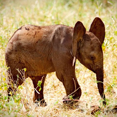 Young elephant in Tarangire National Park