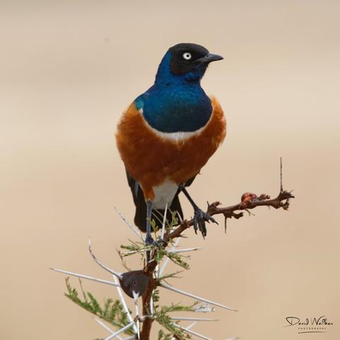 Superb starling in Tarangire National Park