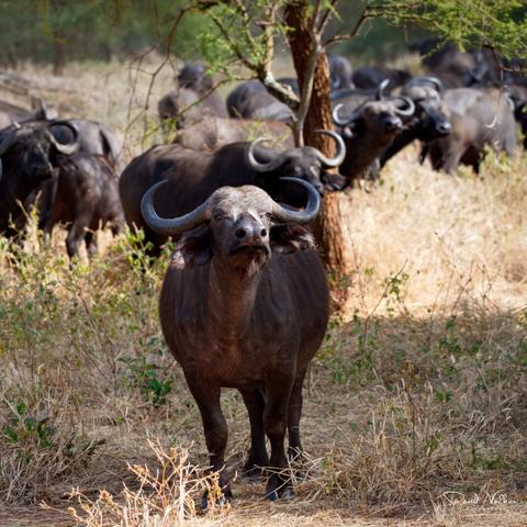 Buffalo, with attitude, in Tarangire National Park