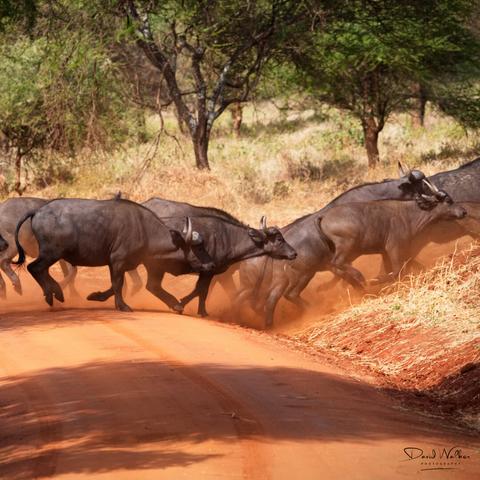 Buffalo stampeding across the road in Tarangire National Park