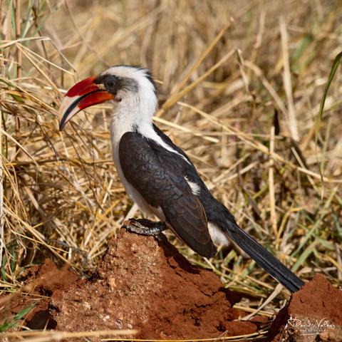Von der Decken's hornbill in Tarangire National Park