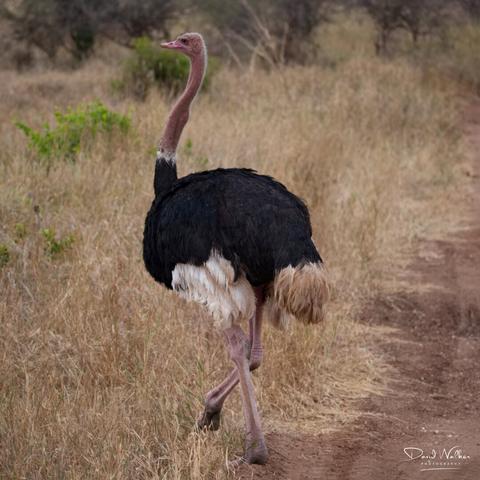 Ostrich in breeding plumage in Tarangire National Park