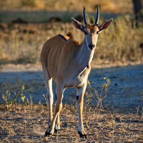 East African Eland in Tarangire National Park