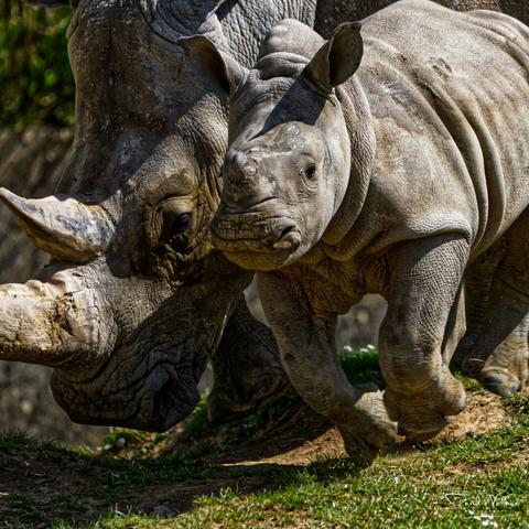 Young rhino and parent at the Cotswold Wildlife Park