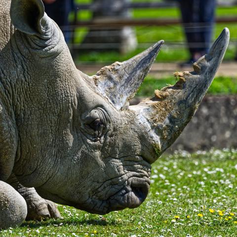 Rhino at the Cotswold Wildlife Park