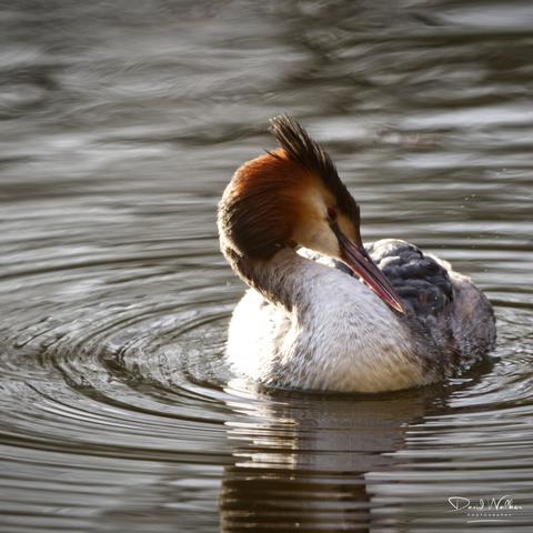 Great Crested Grebe at Radley Lakes in Oxfordshire