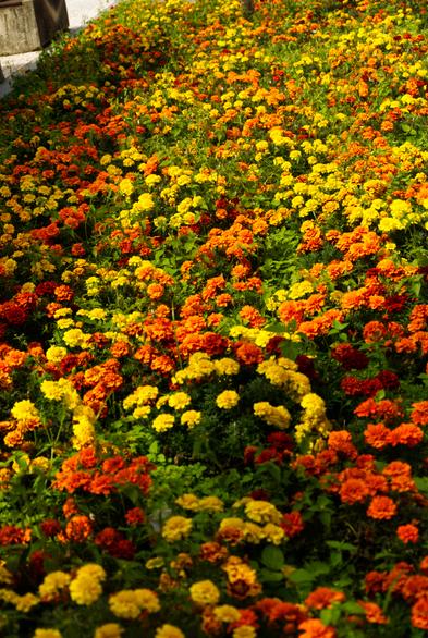 a large patch of marigolds. portrait orientation.
there are clumps of yellows and oranges, like colorful clouds in a sky of green leaves.
if you have allergies, looking at them makes your nose tickle.