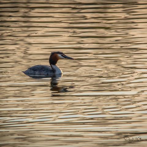 Great crested grebe at sunset on Radley Lakes, Oxfordshire