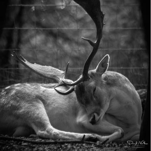 Sleeping stag with impressive antlers