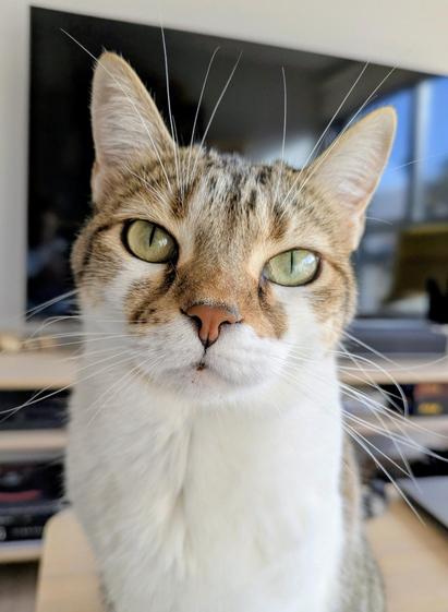 My white and tabby cat looking into the camera. She's got tiny bits of kibble in her mouth.
