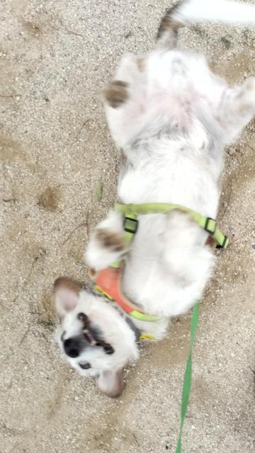 Foto de un perrito con un arnés rebozándose en tierra de un parque boca arriba desde una foto cenital. El encuadre tiene la cabeza en la parte inferior de la foto.
