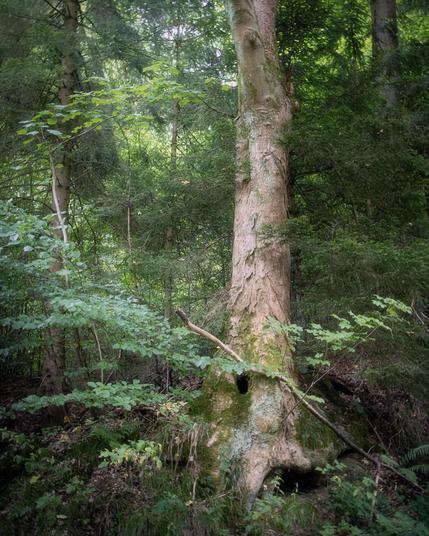 The image depicts a dense forest with a prominent tree trunk at its center. The tree appears to be a large, old deciduous tree with a thick trunk and a hole in its side, surrounded by a lush undergrowth of ferns, moss, and other vegetation.