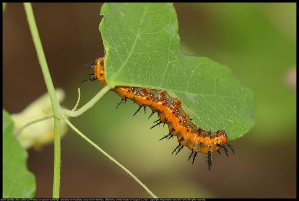 A Dione vanillae (Also called Gulf fritillary or passion butterfly) caterpillar was eating a leaf on a Passiflora lutea vine in Norman, Oklahoma, United States on August 2, 2025.