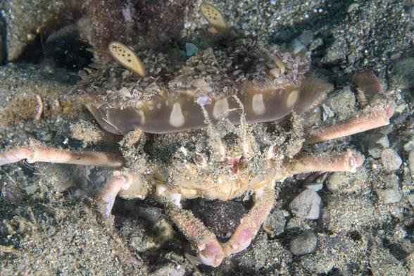 A crab is viewed from the front, with widely spaced eyes roughly centered in the frame. The crab is red tinted, but covered in sand particles, and is holding a disc shaped jellyfish on its back.  The jellyfish is dark green with white markings on the side. The top of the jellyfish (which is really the bottom, since it is upside down) has a rough surface that looks like sand, but bigger and flatter grains. Several green leaf like structures stick out of the top of the jellyfish.