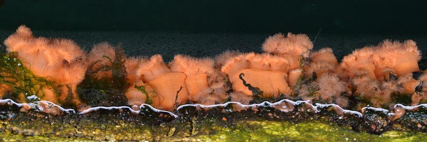 A photo of a long row of orange plumose anemones.