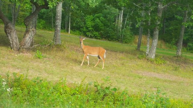 a young white-tailed deer standing in a sloping field with trees, the deer is looking at the camera