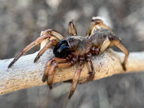 Beim Umgraben im Garten ist mir diese Amblyocarenum walckenaeri begegnet, eine Spinne aus der Mittelmeerregion Spaniens, wo ich wohne. Sie sieht aus wie eine Mini-Version der großen tropischen Spinnen.