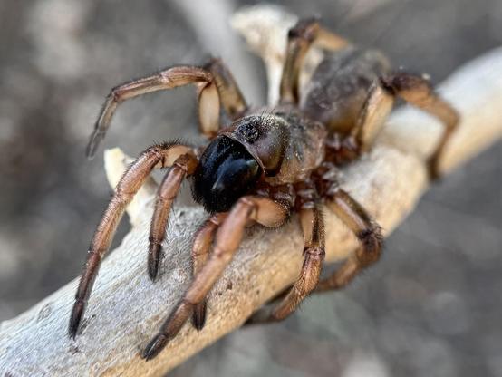 Beim Umgraben im Garten ist mir diese Amblyocarenum walckenaeri begegnet, eine Spinne aus der Mittelmeerregion Spaniens, wo ich wohne. Sie sieht aus wie eine Mini-Version der großen tropischen Spinnen.