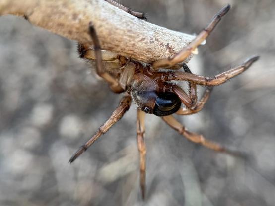Beim Umgraben im Garten ist mir diese Amblyocarenum walckenaeri begegnet, eine Spinne aus der Mittelmeerregion Spaniens, wo ich wohne. Sie sieht aus wie eine Mini-Version der großen tropischen Spinnen.