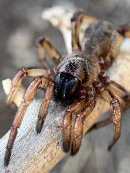 Beim Umgraben im Garten ist mir diese Amblyocarenum walckenaeri begegnet, eine Spinne aus der Mittelmeerregion Spaniens, wo ich wohne. Sie sieht aus wie eine Mini-Version der großen tropischen Spinnen.