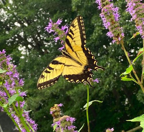 A yellow and black butterfly, wings wide open in the center of the pic.  Butterfly is sitting on a lavender-colored flowering plant.  Other branches of the flowering plant and their long, green stems and leaves are on both the left and right of the butterfly.  The distant background exhibits green-leaved trees slightly out of focus, along with patches of white-gray sky peeking through here and there.