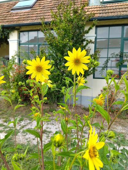 Gelbe Sonnenblumen. Dahinter sind große verandafenster vom landhäuschen