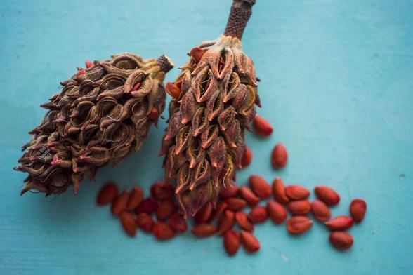 On a blue-green table, two seedpods. Each is roughly football shaped with many small opening, looking sort of flame-like. A scattering of bright orange seeds are on the table.