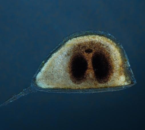 image/jpeg a microscope photograph shows a semicircular object with two inner dark ovals covered by a tough coating and a long spine to one side. Ephippium of Daphnia. Janek Lass CC BY-SA 4.0